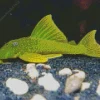 Green Pleco Fish Diamond Painting