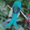 Green Resplendent Quetzal Diamond Painting