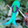 Green Resplendent Quetzal Diamond Painting