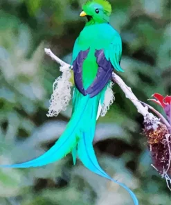 Green Resplendent Quetzal Diamond Painting