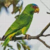 Green White Fronted Amazon Diamond Painting
