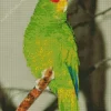 Green White Fronted Amazon Bird Diamond Painting