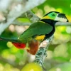 Green Yellow Eared Toucanet Diamond Painting