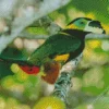 Green Yellow Eared Toucanet Diamond Painting
