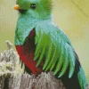 Green And Red Resplendent Quetzal Diamond Painting