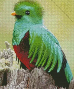 Green And Red Resplendent Quetzal Diamond Painting