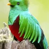 Green And Red Resplendent Quetzal Diamond Painting