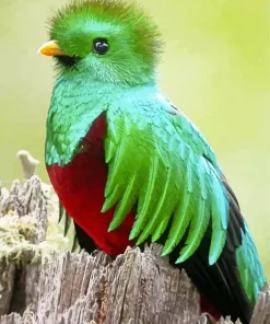 Green And Red Resplendent Quetzal Diamond Painting