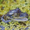 Green Eyed Alligator Diamond Painting