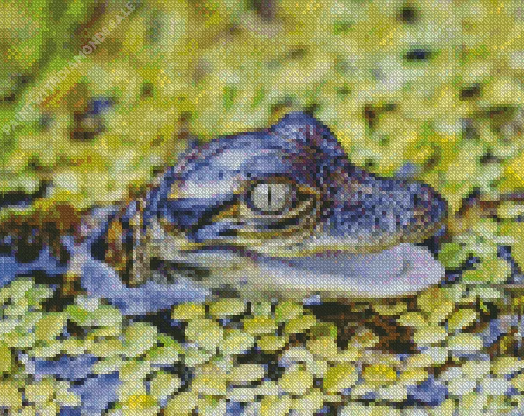 green eyed Alligator Diamond By Numbers Green Eyed Alligator Diamond Painting