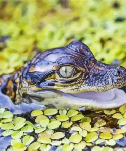 Green Eyed Alligator Diamond Painting