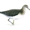 Green Sandpiper Art Diamond Painting