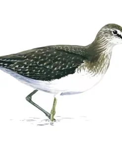Green Sandpiper Art Diamond Painting