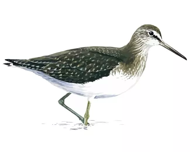 green sandpiper art Diamond By Numbers Green Sandpiper Art Diamond Painting