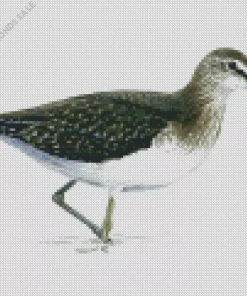 Green Sandpiper Art Diamond Painting