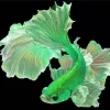 Green Siamese Fighting Fish Diamond Painting