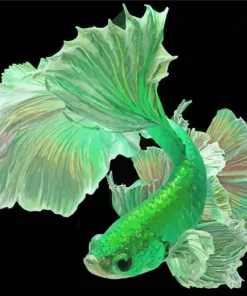 Green Siamese Fighting Fish Diamond Painting