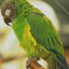 Green Sleepy Conure Bird Diamond Painting