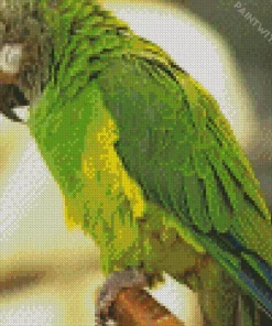 Green Sleepy Conure Bird Diamond Painting