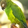 Green Sleepy Conure Bird Diamond Painting