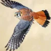 Grey American Kestrel Diamond Painting