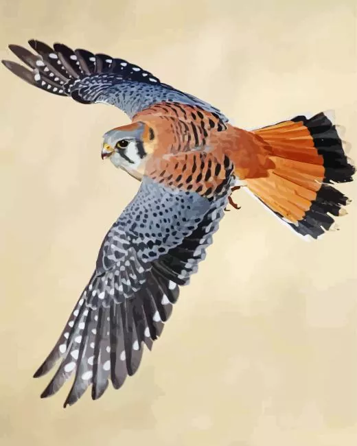 grey American Kestrel Diamond By Numbers Grey American Kestrel Diamond Painting