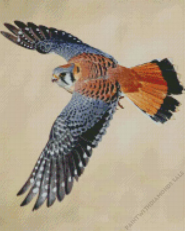 grey American Kestrel Diamond Paints Grey American Kestrel Diamond Painting