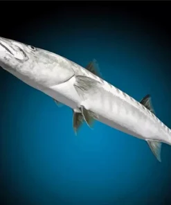 Grey Barracuda Fish Diamond Painting