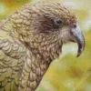 Grey Kea Diamond Painting