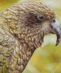 Grey Kea Diamond Painting