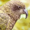 Grey Kea Diamond Painting