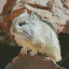 Grey Pika Diamond Painting