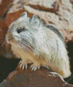 Grey Pika Diamond Painting