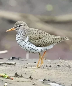 Grey Sandpiper Bird Diamond Painting