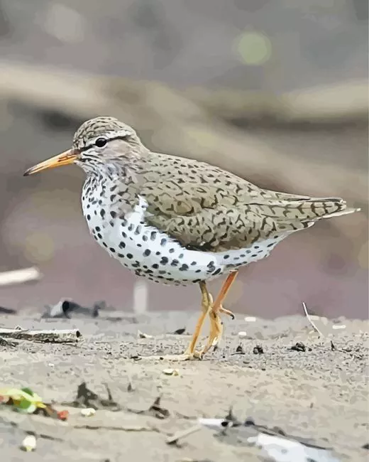 grey Sandpiper bird Diamond By Numbers Grey Sandpiper Bird Diamond Painting