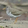 Grey Sandpiper Bird Diamond Painting