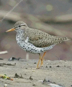 Grey Sandpiper Bird Diamond Painting