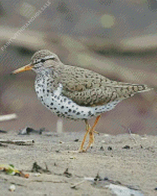grey Sandpiper bird Diamond Dotz Grey Sandpiper Bird Diamond Painting