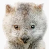 Grey Wombat Diamond Painting