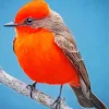 Grey And Red Vermilion Flycatcher Bird Diamond Painting