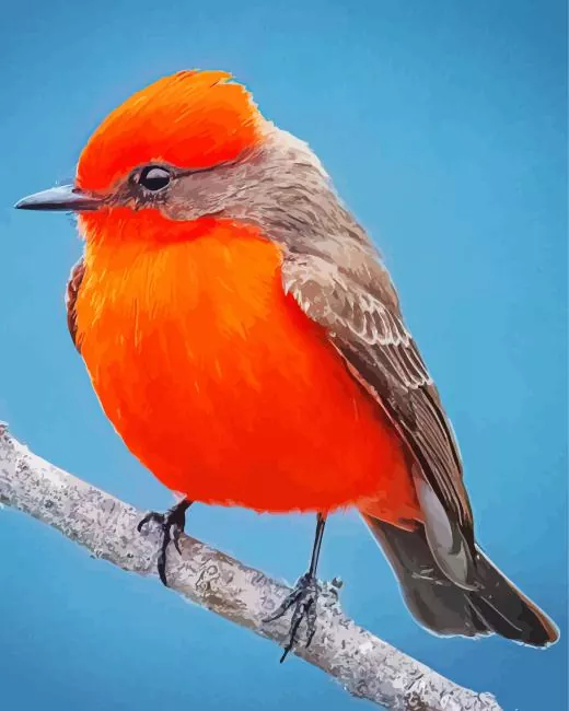 grey and red Vermilion Flycatcher bird Diamond Paints Grey And Red Vermilion Flycatcher Bird Diamond Painting