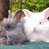 Grey And White Angora Rabbits Diamond Painting