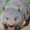 Grey Fluffy Wombat Diamond Painting