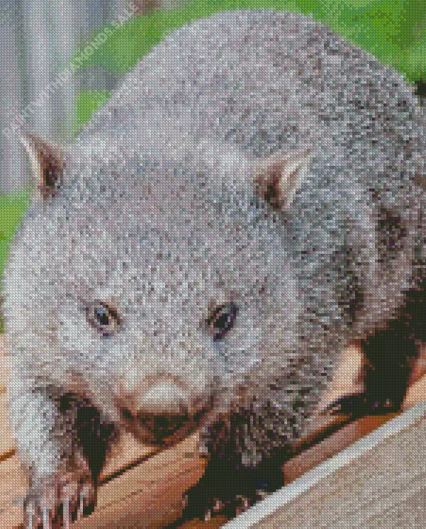 grey fluffy Wombat Diamond By Numbers Grey Fluffy Wombat Diamond Painting