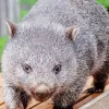 Grey Fluffy Wombat Diamond Painting