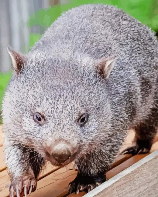 grey fluffy Wombat Diamond Paintings Grey Fluffy Wombat Diamond Painting