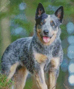 Happy Australian Cattle Diamond Painting