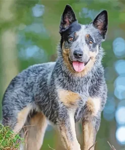 Happy Australian Cattle Diamond Painting