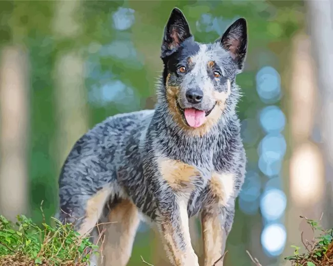 happy Australian Cattle Diamond Paintings Happy Australian Cattle Diamond Painting