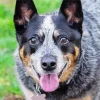 Happy Australian Cattle dog Diamond Painting